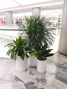 宁波余姚花卉租摆公司，开启花卉美化新篇章！